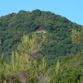 Trees on the hillside