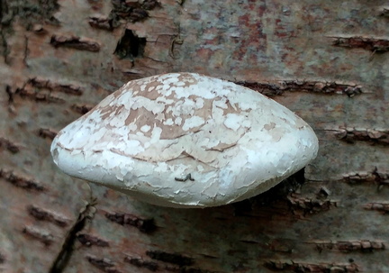 Fungus