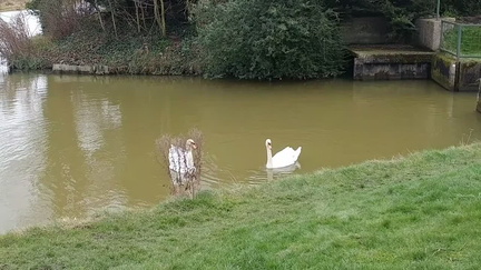 Swans