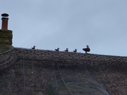 Thatched ducks