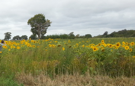 Sunflowers