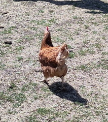 Chicken